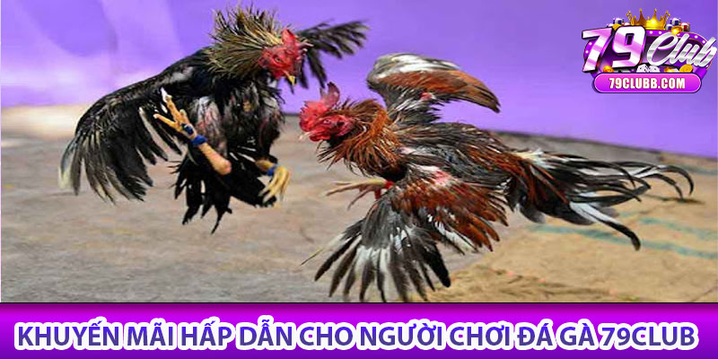 Đá gà 79Club – Trận đấu kịch tính, cá cược hấp dẫn 7 Khuyến mãi hấp dẫn cho người chơi đá gà 79club