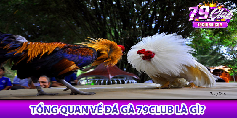 Tổng quan về Đá gà 79Club là gì?