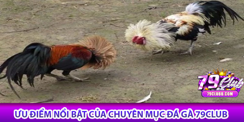 Đá gà 79Club – Trận đấu kịch tính, cá cược hấp dẫn 6 Ưu điểm nổi bật của chuyên mục Đá gà 79Club